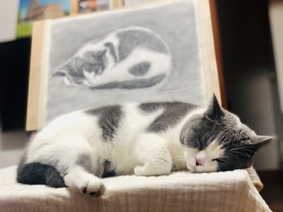 猫咪-宠物-你好2020-宠物-猫咪 图片素材