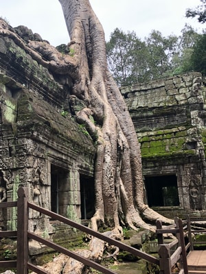 柬埔寨-旅行-塔布绒寺-寺庙-古建筑 图片素材