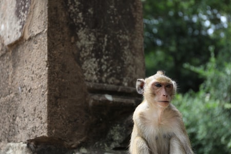 柬埔寨-旅行-吴哥窟-动物-猴子 图片素材