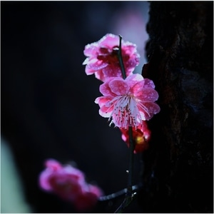园林-梅花-春雨-春天-花 图片素材