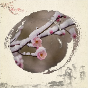 中国风-画意-雪梅-梅花-花卉 图片素材