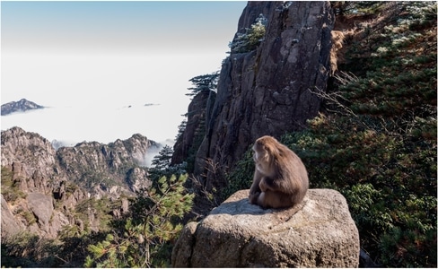 宅家-黄山-云海-重峦叠嶂-旅行 图片素材