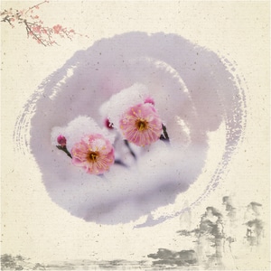 中国风-画意-雪梅-梅花-花卉 图片素材