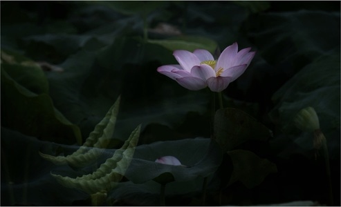 荷花-二次曝光-植物-饰品-荷花 图片素材