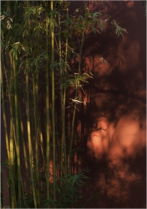 小品-秋色-竹子-光影-画 图片素材