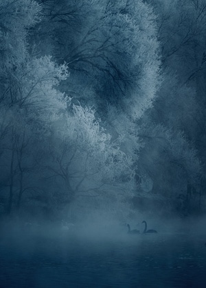 蓝-雾凇-天鹅-迷雾-自然 图片素材