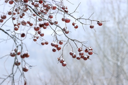 风光-果实-树枝-红果-雪 图片素材