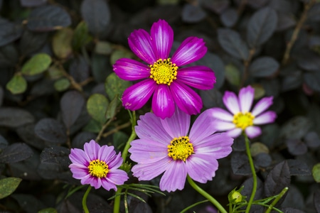 花花-秋英-花-花朵-紫花 图片素材