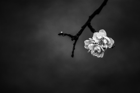 建筑-纪实类-人像-风光-梅 图片素材