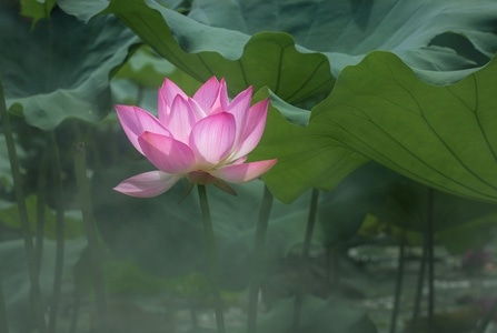 荷-花朵-花-花卉-荷花 图片素材