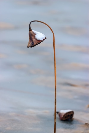荷-莲藕-枯萎-茎秆-雪 图片素材
