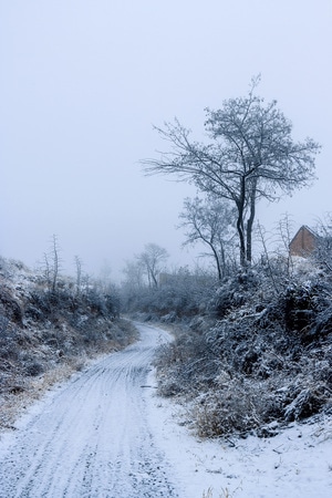 雪-雪景-树-树木-雪 图片素材
