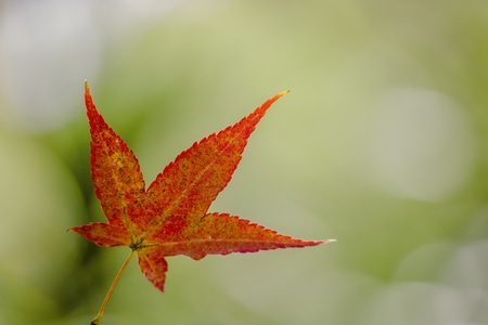 荷花-鸟-创意-纪实类-建筑 图片素材