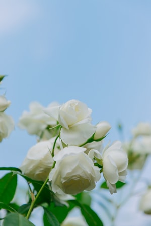 花-成都-摄会主义-摄影-生活 图片素材