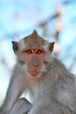 动物-猴子-大光圈-眼-猴子 图片素材