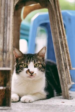 猫-动物-猫-动物-猫科 图片素材