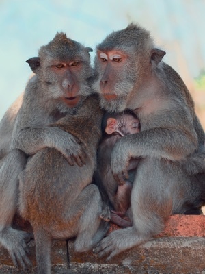 猴子🐒-动物-旅行-家庭-社会 图片素材