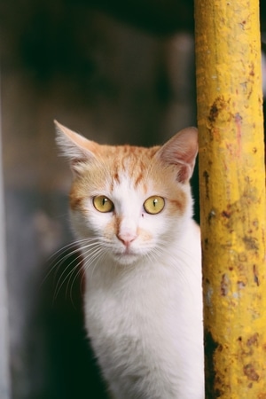 猫-动物-猫-动物-猫科 图片素材