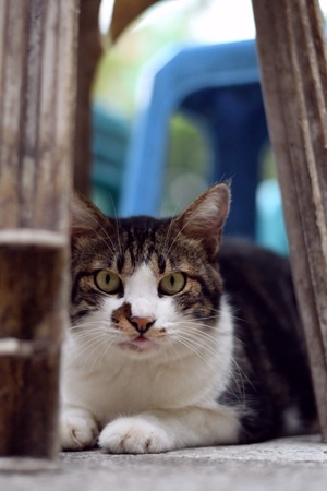 猫-动物-猫-动物-猫科 图片素材