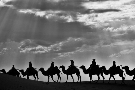 驼队-沙漠-剪影-沙漠-阿拉伯骆驼 图片素材