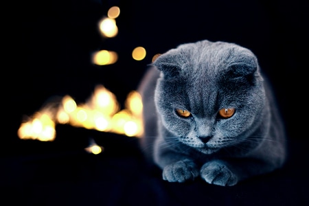 蓝猫-猫-宠物-动物-猫咪 图片素材