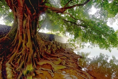 旅行-70周年风光-风景-树-树木 图片素材