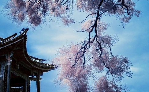 风光-花-花朵-花卉-花枝 图片素材