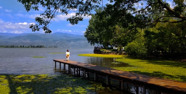 风光-旅行-西昌邛海-树-树木 图片素材