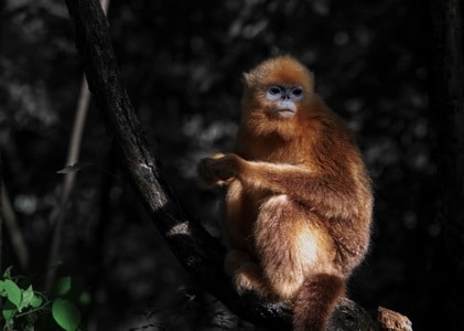 生态-川金丝猴-动物-川金丝猴-猴 图片素材