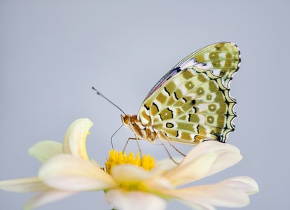 生态-昆虫-蝴蝶-昆虫-花 图片素材