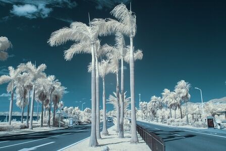 红外摄影-季节-旅行-蓝天-树 图片素材