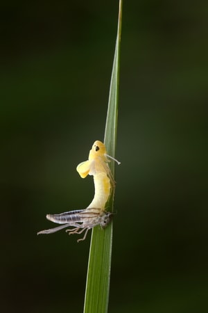 自然-昆虫-金翅雀-鸟-昆虫 图片素材