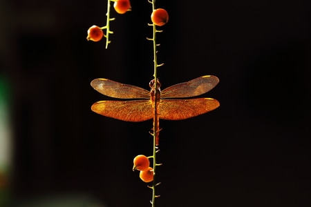 蜻蜓-昆虫-奇妙的昆虫-昆虫-蜻蜓 图片素材