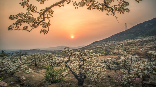 风光-泰安夏张-夕阳-梨花-梨园 图片素材