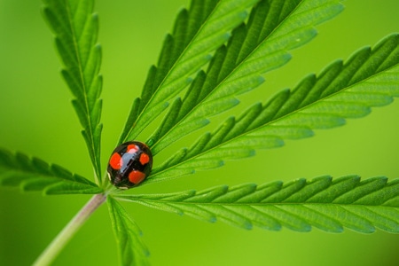 昆虫-瓢虫-微距-昆虫-昆虫类 图片素材
