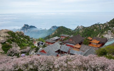 泰山-风光-海棠花-泰山春色-风光 图片素材