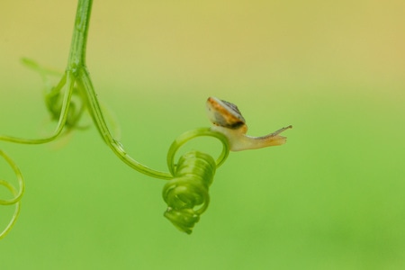 微距-蜗牛-蜗牛-小蜗牛-昆虫 图片素材