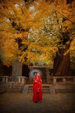 银杏黄了-人像-泰山-泰山玉泉寺-玉泉寺 图片素材