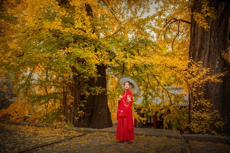 银杏黄了-泰山-人像-泰山玉泉寺-玉泉寺 图片素材