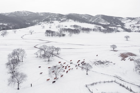 你好2020-雪-风光-锡林郭勒-牛 图片素材