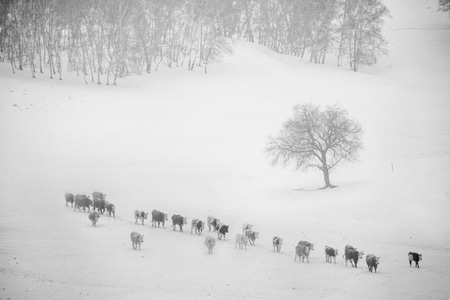 你好2020-雪-风光-雪景-风景 图片素材