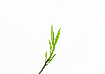 食品-茶叶-茶叶-树叶-植物 图片素材
