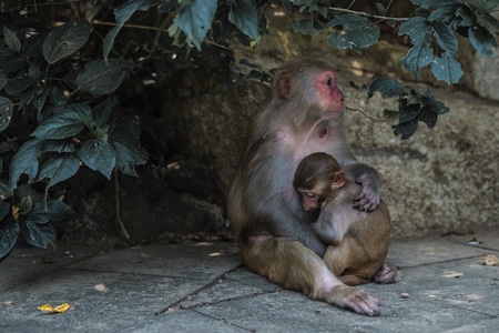 哈尔滨-轮廓-富士-动物-猴子 图片素材