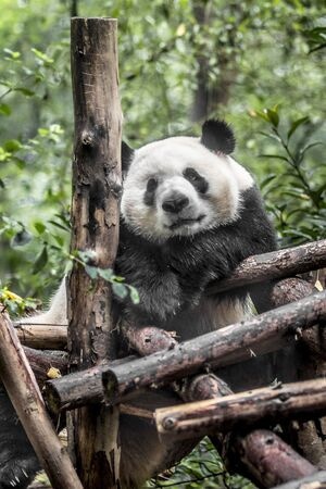 旅行-旅拍-动物-动物园-大熊猫 图片素材