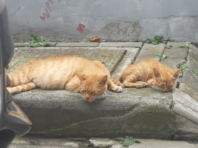 影之语-街拍-动物-猫-猫咪 图片素材