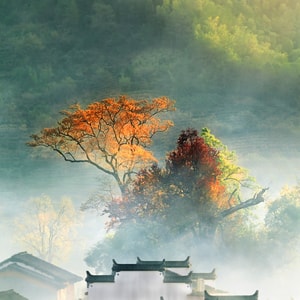 秋天-石城-江西-树-树木 图片素材