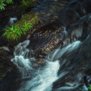 溪流-石头-水草-溪流-溪水 图片素材