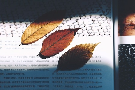 枯叶-秋日物语-树叶-光影-树叶 图片素材