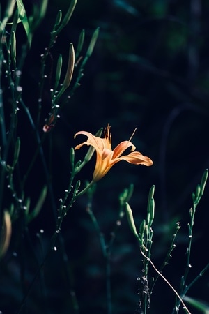 秋日物语-彼岸花-彼岸花-花-花朵 图片素材