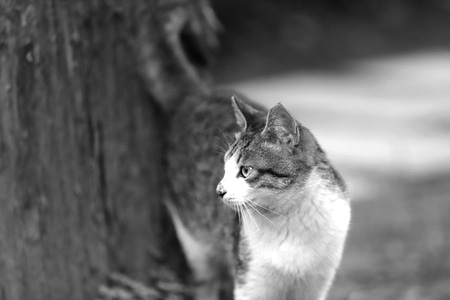 猫-你好2020-猫-小猫-宠物 图片素材